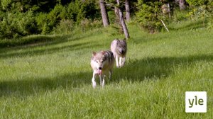 Suden elämää: 30.12.2020 10.00