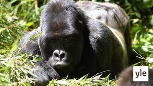 Vuorigorilla, lempeä jättiläinen: 30.12.2020 10.00