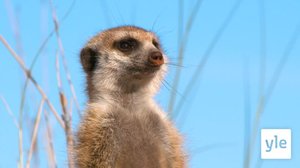 Kuinka suuri on nelisormimangusti?: 30.12.2020 10.00