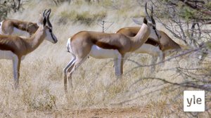 Montako hyppyantilooppia näet?: 30.12.2020 10.00