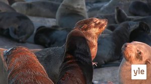 Äänekkäät turkishylkeet: 30.12.2020 10.00