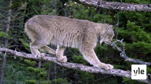 Oletko nähnyt ilvestä?: 30.12.2020 10.00