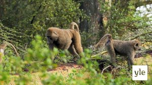 Ovelat paviaanit: 30.12.2020 10.00