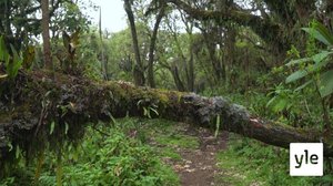 Sademetsässä sataa paljon: 30.12.2020 10.00