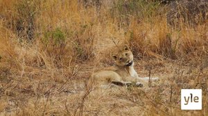 Leijonanpoikasten leikki: 30.12.2020 10.00