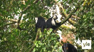 Mustavalkoiset gueretsa-apinat: 30.12.2020 10.00