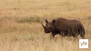 Sarvikuonon elämää: 30.12.2020 10.00