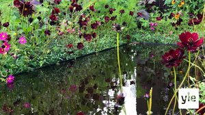 Minun puutarhani: 06.01.2021 00.01