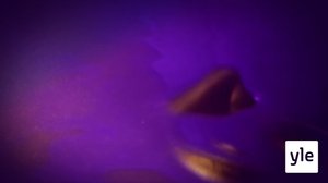 Vieraat: Hugh Grant, Tina Fey, Amy Adams, Nigella Lawson, Romesh Ranganathan ja Dua Lipa: 05.01.2021 10.00