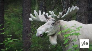 Avara luonto: Valkoinen hirvi: 09.01.2021 06.00