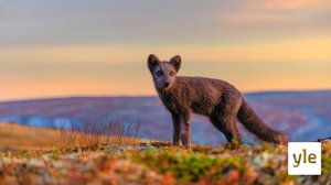 Pohjolan päivä: 11.01.2021 06.00