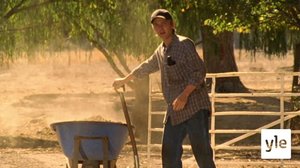 Palkinto-ori (7): 12.01.2021 06.00