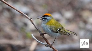 Suomi on maailman johtavia lintulaskentamaita: 18.01.2021 11.45