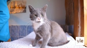 Suuriksi kasvaneet kissapopulaatiot työllistävät eläinsuojeluyhdistyksiä: 21.01.2021 10.40