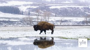 Elämää siivillä: 25.01.2021 06.00