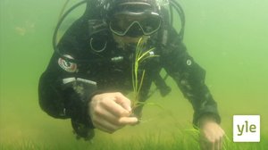 Itämeri pintaa syvemmältä: 25.01.2021 00.01