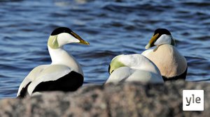 Haahkan vuosi: 23.01.2021 18.15