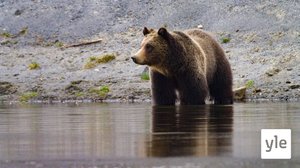 Yellowstonen joki: 25.01.2021 06.00