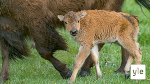 Petojen paluu: 25.01.2021 06.00