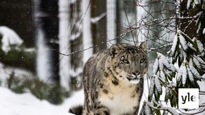 Korona on sairastuttanut myös eläimiä lumileopardeista fretteihin: 02.02.2021 11.08