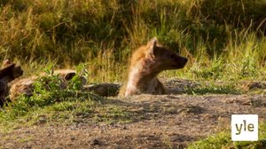 Miksi hyeena nauraa?: 06.02.2021 10.00
