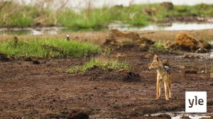 Ovela sakaali: 06.02.2021 10.00