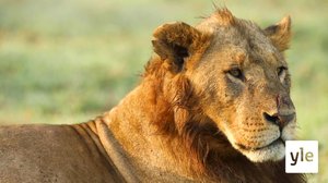 Afrikan kissat: 06.02.2021 10.00