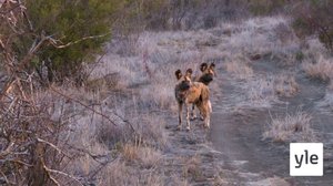 Savannikoiran kuviot: 06.02.2021 10.00