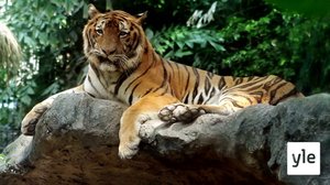 Suuri ja nopea tiikeri: 06.02.2021 10.00