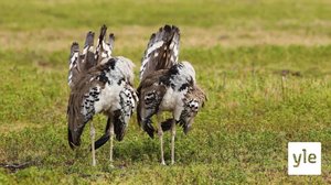 Afrikan värikkäät linnut: 06.02.2021 10.00