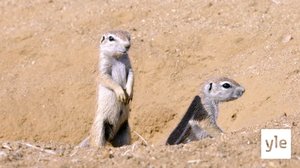 Maassa elävä orava, eli marmotini: 06.02.2021 10.00