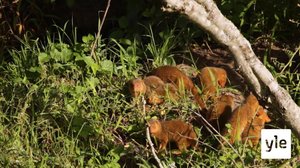 Piilosilla mangustien kanssa: 06.02.2021 10.00