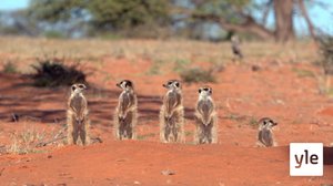 Nelisormimangusti vartioi: 06.02.2021 10.00