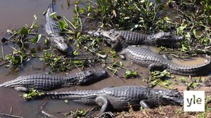 Krokotiilin elämää: 06.02.2021 10.00