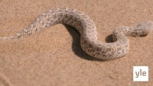 Käärme vai lisko?: 06.02.2021 10.00