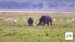 Sarvikuono ja sen poikanen: 06.02.2021 10.00