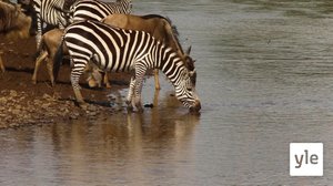 Mustaa valkoisella vai valkoista mustalla?: 06.02.2021 10.00