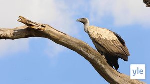 Korppikotka ja afrikanmarabu: 06.02.2021 10.00