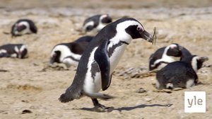 Pingviinit pitävät merilevästä: 06.02.2021 10.00