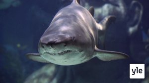 Hain terävät hampaat: 06.02.2021 10.00