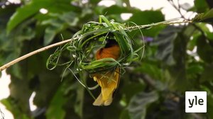 Kutojat rakentavat hienoja pesiä: 06.02.2021 10.00