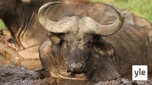 Afrikan eläinten viiden kärki: 06.02.2021 10.00