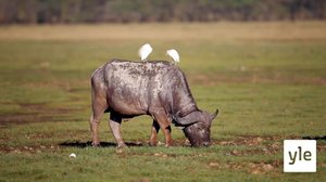 Mutaiset puhvelit: 06.02.2021 10.00