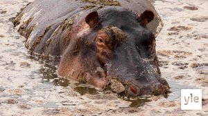 Virtahepo: 06.02.2021 10.00