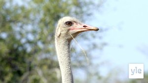 Tällainen on strutsi: 06.02.2021 10.00