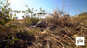 Muurahaiskäpy ja termiittikeko: 06.02.2021 10.00