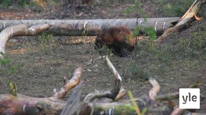 Oletko nähnyt ahmaa?: 06.02.2021 10.00