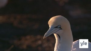 Suulien tanssi: 06.02.2021 10.00