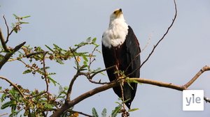 Kotkat, haukat ja hiirihaukat: 06.02.2021 10.00