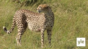 Kuinka kovaa gepardi juoksee?: 06.02.2021 10.00